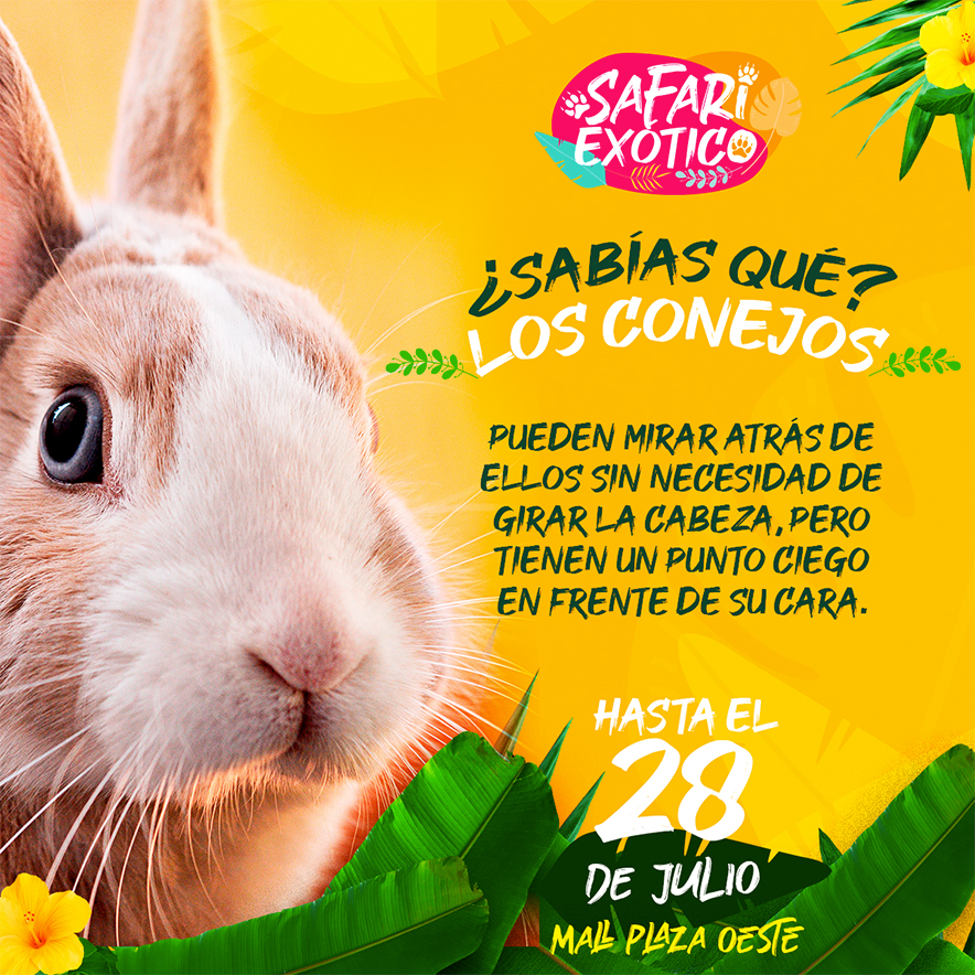 grafica-conejos